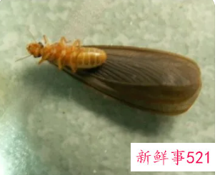 下雨天会出现的黑色翅膀虫子