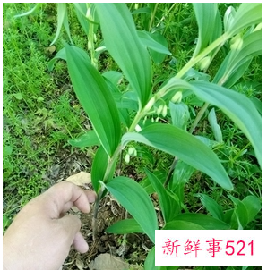 黄金树根的功效与作用