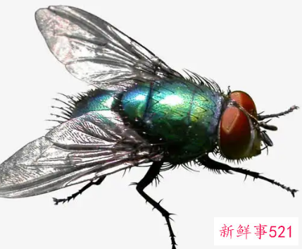 梦见很多苍蝇有什么预兆