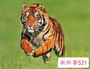 属虎取什么名字旺财运