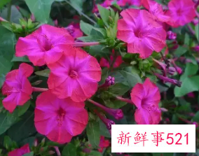 胭脂花根的食用方法