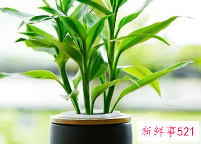 开运旺财的风水植物