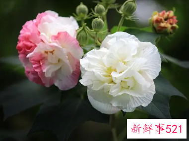 芙蓉花是哪里的市花