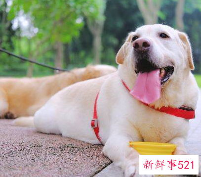 狗年出生的人的命运