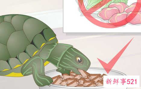 儿童故事鳖与主人寓言