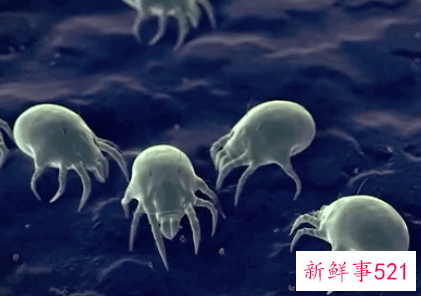 肉眼看得见的螨虫图片
