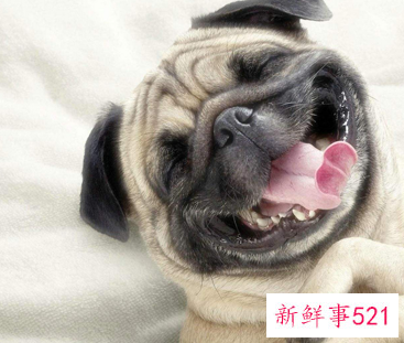 狗年出生的人的命运