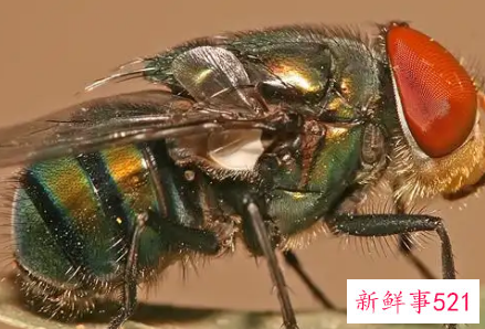 梦见很多苍蝇有什么预兆