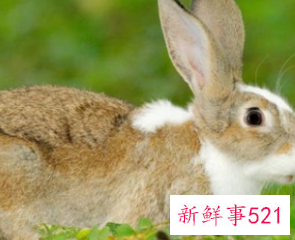 属兔人一辈子的贵人