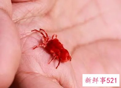 肉眼看得见的螨虫图片