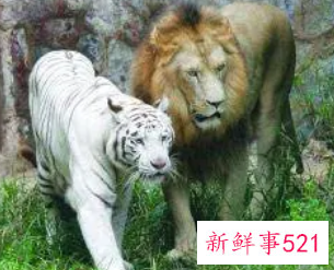 梦见动物园的狮子老虎跑出来了