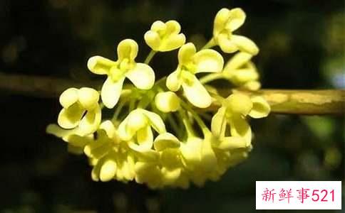 自制桂花酒的做法是怎样的