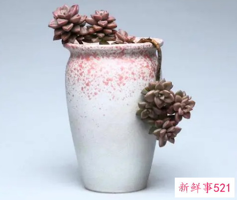 陶瓷花盆透气不好怎么办