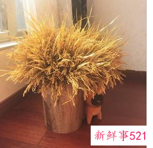 大麦摆放风水禁忌