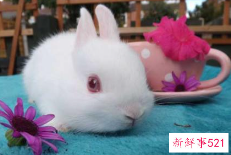 世界上最小的动物