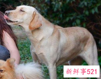 独居女性养狗会安全些