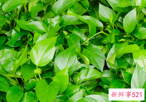 一根绿萝如何变成一盆