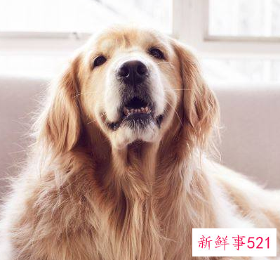 狗年出生的人的命运