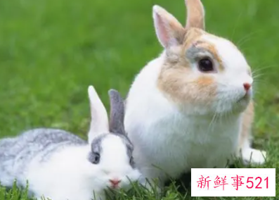 半夜子时的属兔女好吗