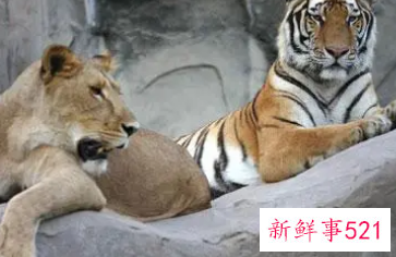 梦见动物园的狮子老虎跑出来了