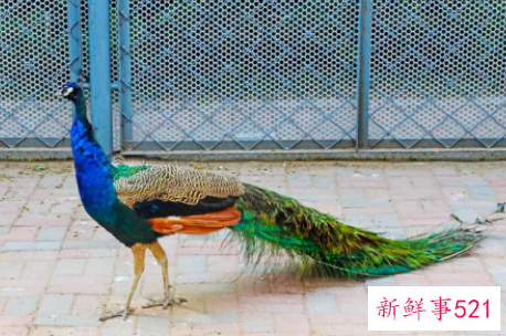 简述各种行为类型及表现