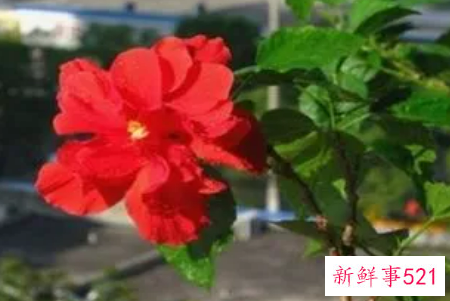 扶桑的养殖方法和注意事项