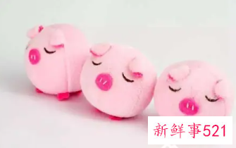 给猪宝宝起名字