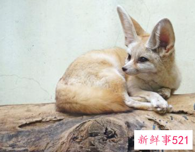 世界上最小的动物