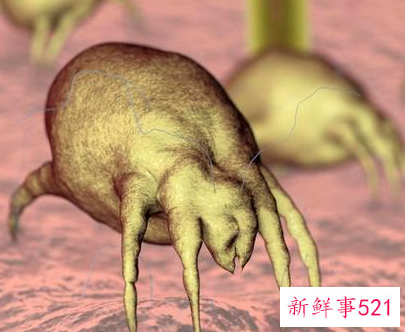 肉眼看得见的螨虫图片