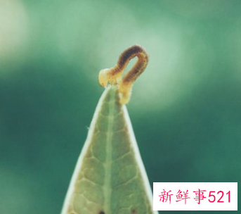 梦见蛆蛆虫什么寓意