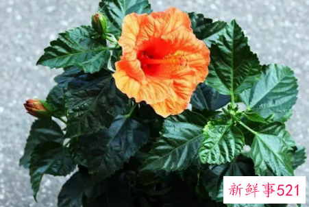 扶桑的养殖方法和注意事项