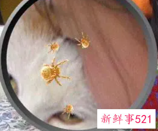 肉眼看得见的螨虫图片