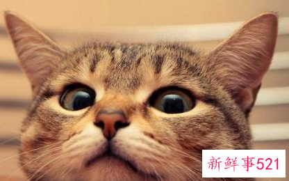 孤独的人养个什么宠物好