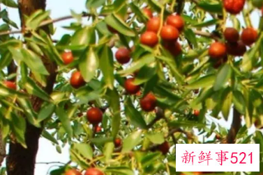 北枣的功效与作用及禁忌