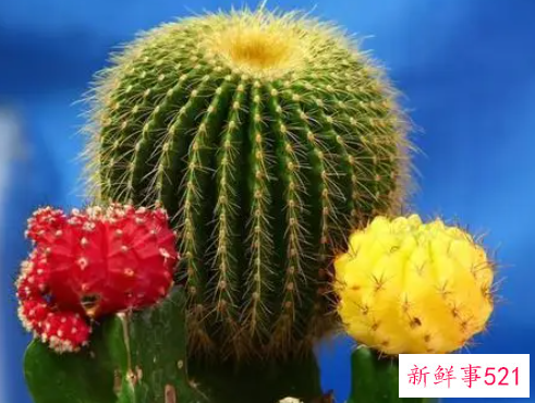 仙人掌怎么养长得快