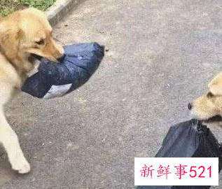 独居女性养狗会安全些