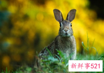 半夜子时的属兔女好吗