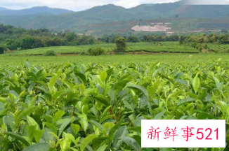 富硒茶属于什么茶