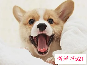 独居女性养狗会安全些