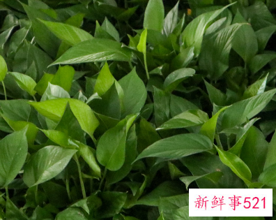 一根绿萝如何变成一盆