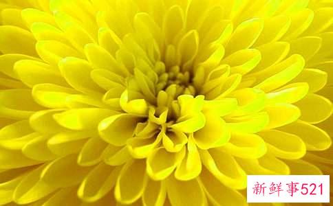 菊花的养殖方法