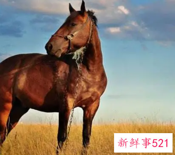 女属马的佩戴什么