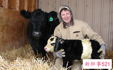 世界上最小的动物