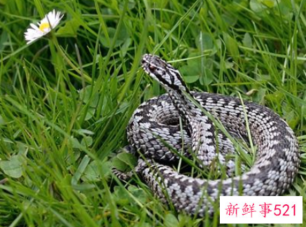 梦见别人吃蛇有什么征兆