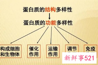 蛋白质的作用
