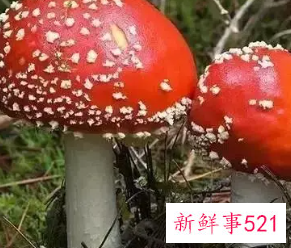 不能吃的蘑菇有哪些