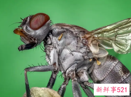 梦见很多苍蝇有什么预兆