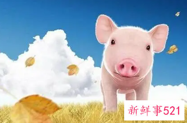 给猪宝宝起名字