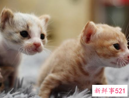 孤独的人养个什么宠物好