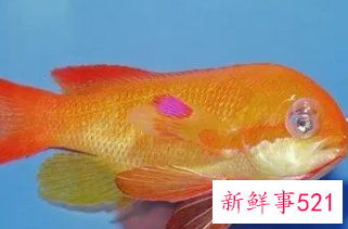 梦到好多鱼是什么征兆